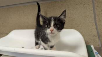 Domestic Short Hair Cats Available for Adoption - ZIGGGY | PetCurious