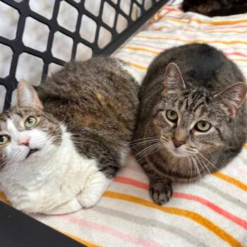 Squeaks -  Domestic Short Hair Cat for Adoption in Greensburg, Pennsylvania - Squeaks | PetCurious