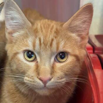 Domestic Short Hair Cats Available for Adoption - Roscoe | PetCurious