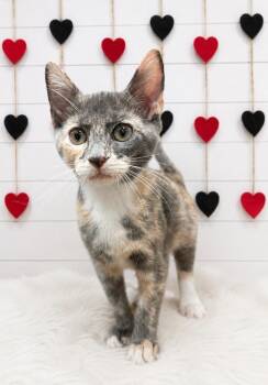 Bo Peep -  Domestic Short Hair Cat for Adoption in Corpus Christi, Texas - Bo Peep | PetCurious