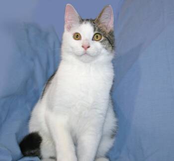 Sebastian -  Domestic Short Hair and Tabby Cat for Adoption in Victoria, Minnesota - Sebastian | PetCurious