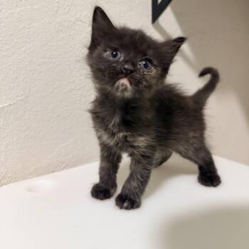 Lilibet -  Tortoiseshell Cat for Adoption in Greensboro, North Carolina - Lilibet | PetCurious