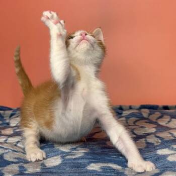 Stimpy -  Domestic Short Hair Cat for Adoption in San Antonio, Texas - Stimpy | PetCurious