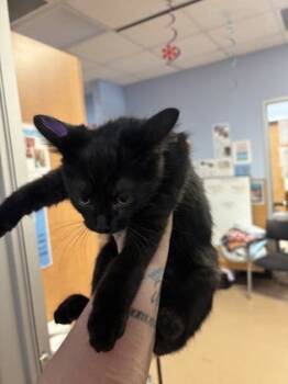 Rescue Domestic Short Hair Cats for Adoption in Chamblee, Georgia - Arker -purple | PetCurious