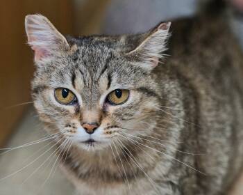 Kae Marie -  Domestic Short Hair Cat for Adoption in New Berlin, Wisconsin - Kae Marie | PetCurious
