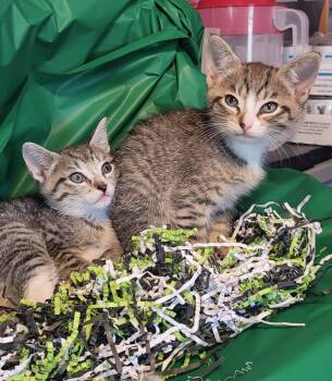 Punter -  Domestic Short Hair Cat for Adoption in Broomall, Pennsylvania - Punter | PetCurious