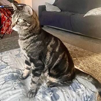 Domestic Short Hair Cats Available for Adoption - Charlie | PetCurious