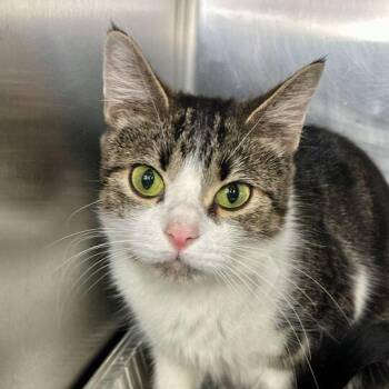 Domestic Short Hair Cats Available for Adoption - Nami | PetCurious