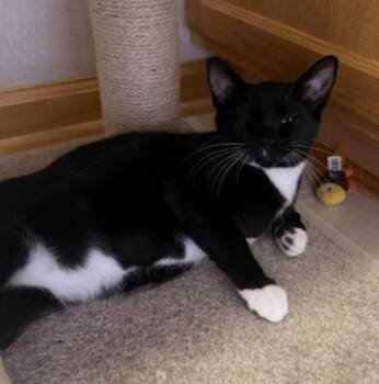 Jax(cc) -  Domestic Short Hair Cat for Adoption in Battle Creek, Michigan - Jax(cc) | PetCurious