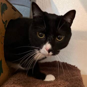Zeddicus -  Domestic Short Hair Cat for Adoption in Saint Charles, Missouri - Zeddicus | PetCurious
