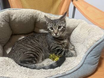 Rescue Domestic Short Hair Cats for Adoption in Catasauqua, Pennsylvania - Xoie | PetCurious