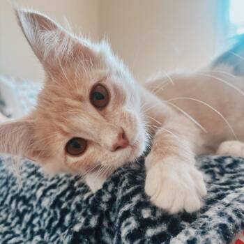 Mojave -  Domestic Long Hair Cat for Adoption in Cincinnati, Ohio - Mojave | PetCurious
