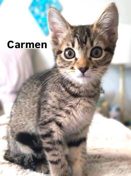 Carmen Lots of Fun -  Tabby Cat for Adoption in Newport, Washington - Carmen Lots Of Fun | PetCurious