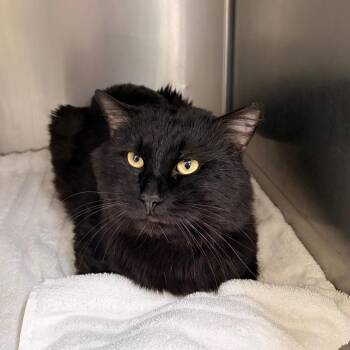 Domestic Short Hair Cats Available for Adoption - Kid | PetCurious