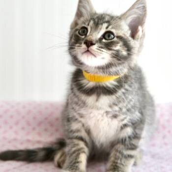 Lucky Charm -  Domestic Short Hair Cat for Adoption in Keizer, Oregon - Lucky Charm | PetCurious