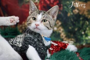 Rescue Domestic Short Hair Cats for Adoption in Sevierville, Tennessee - Jitters | PetCurious