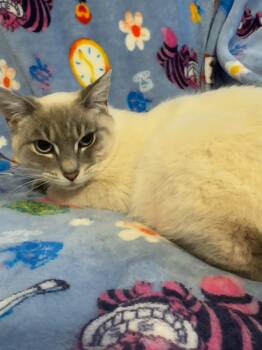 Siamese Cats Available for Adoption in Walled Lake, Michigan - Bane | PetCurious