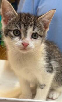Domestic Short Hair Cats Available for Adoption in Elizabethton, Tennessee - CORTY | PetCurious