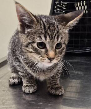 Domestic Short Hair Cats Available for Adoption in Christiansburg, Virginia - Cookie | PetCurious