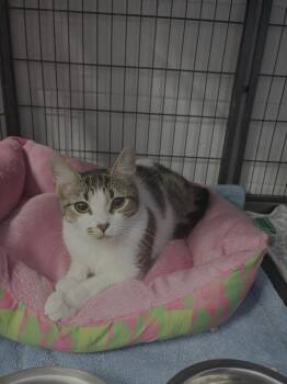 Domestic Short Hair Cats Available for Adoption - Xola | PetCurious