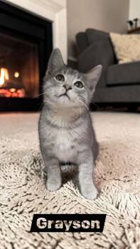 Grayson -  Domestic Short Hair Cat for Adoption in Sullivan, Indiana - Grayson | PetCurious