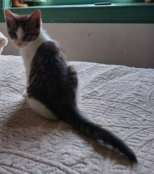 Carl -  Domestic Short Hair Cat for Adoption in Lemoyne, Pennsylvania - Carl | PetCurious