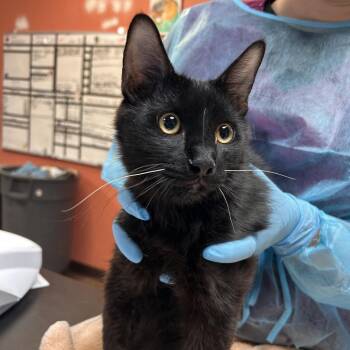 Ronaldo -  Domestic Short Hair Cat for Adoption in Flagstaff, Arizona - Ronaldo | PetCurious