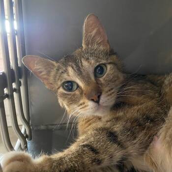 Rescue Domestic Short Hair Cats for Adoption in Byron Center, Michigan - Artemis | PetCurious