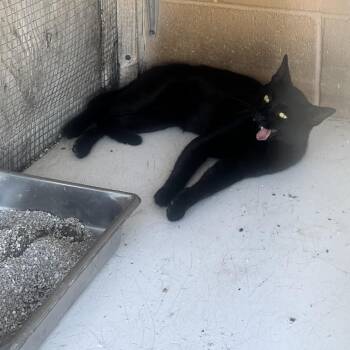 Homer -  Domestic Short Hair Cat for Adoption in West Palm Beach, Florida - Homer | PetCurious