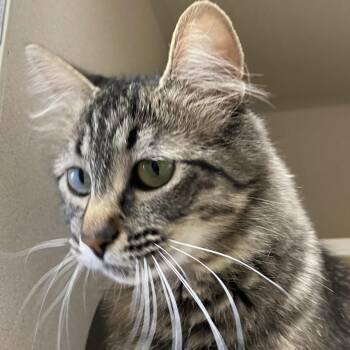 Croissant -  Domestic Short Hair Cat for Adoption in Pagosa Springs, Colorado - Croissant | PetCurious