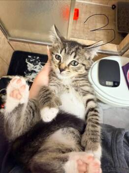 Thumbs -  Domestic Short Hair Cat for Adoption in St. Cloud, Florida - Thumbs | PetCurious