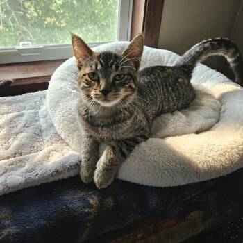 Skadoo--In Foster -  Domestic Short Hair Cat for Adoption in Fargo, North Dakota - Skadoo--In Foster | PetCurious
