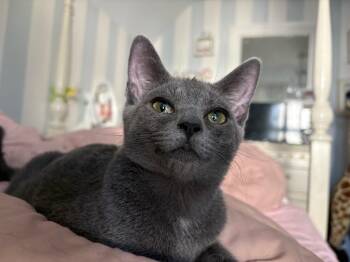 Rescue Russian Blue and Domestic Short Hair Cats for Adoption in Columbus, Ohio - ROSS | PetCurious