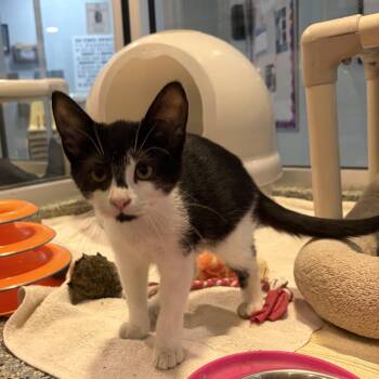 Scout -  Domestic Short Hair Cat for Adoption in Charleston, South Carolina - Scout | PetCurious