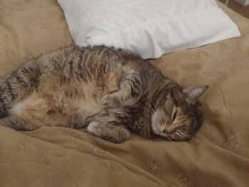 Princess Tuffy -  Domestic Short Hair Cat Available for Adoption in Grass Valley, California - Princess Tuffy | PetCurious