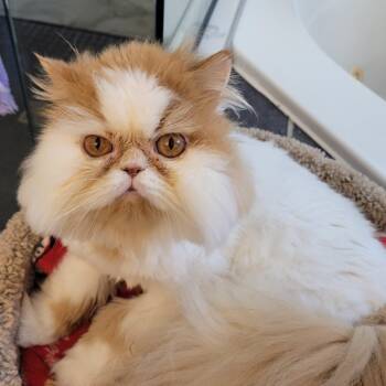 Sierra (f) 4yrs old Persian -  Persian Cat for Adoption in Ottawa, Ontario - Sierra (f) 4yrs Old Persian | PetCurious