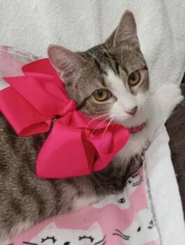 Rescue Domestic Short Hair Cats for Adoption in Oakland Park, Florida - Minty - Petsmart Plantation Foster Home | PetCurious