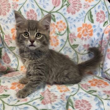 Domestic Long Hair Cats Available for Adoption in Kittanning, Pennsylvania - Dumplings | PetCurious