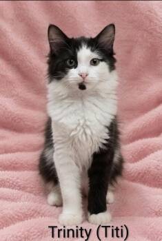 Trinity -  Domestic Long Hair Cat for Adoption in Wyandotte, Michigan - Trinity | PetCurious