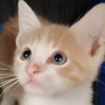 Creamsickle K46529 -  Domestic Short Hair Cat for Adoption in Corsicana, Texas - Creamsickle K46529 | PetCurious