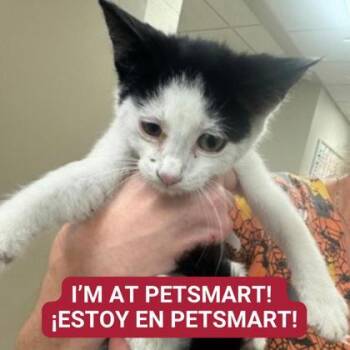 Rescue Domestic Short Hair Cats for Adoption in Carrollton, Texas - Alicia | PetCurious