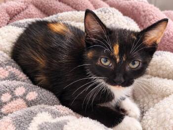 Jazmine -  Domestic Short Hair Cat for Adoption in Lemont, Illinois - Jazmine | PetCurious