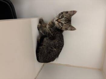 Rescue Domestic Short Hair Cats for Adoption in Hayward, California - TINKERBELL | PetCurious