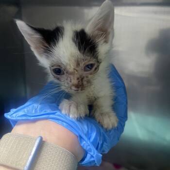 Rescue Domestic Short Hair Cats for Adoption in Summerville, South Carolina - Jammie | PetCurious