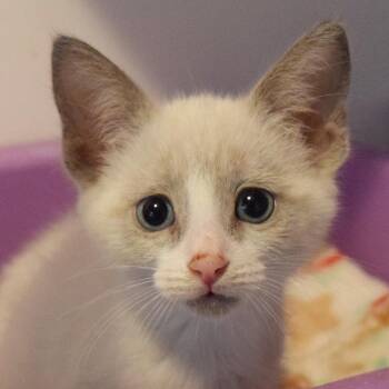 Elton -  Siamese Cat for Adoption in Bulverde, Texas - Elton | PetCurious