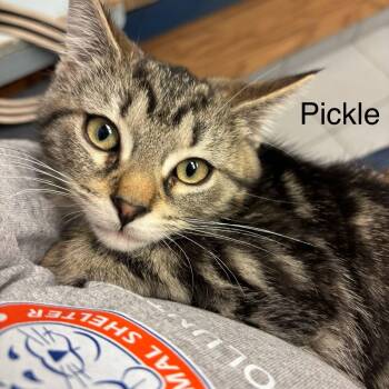 Beef & Pickle -  Domestic Short Hair Cat for Adoption in Buffalo, New York - Beef & Pickle | PetCurious