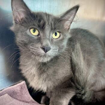 Nebula -  Domestic Long Hair Cat for Adoption in Matteson, Illinois - Nebula | PetCurious