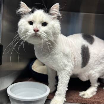 Rescue Domestic Long Hair Cats for Adoption - Silkie | PetCurious