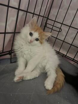 SHERRY -  Domestic Medium Hair Cat for Adoption in St. Peters, Missouri - SHERRY | PetCurious