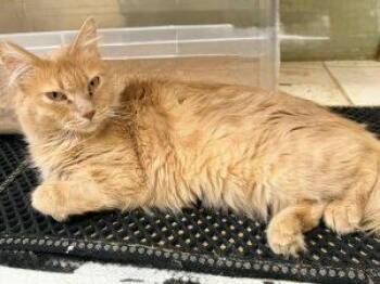 Rescue Domestic Long Hair Cats for Adoption in Anchorage, Alaska - Petunia | PetCurious